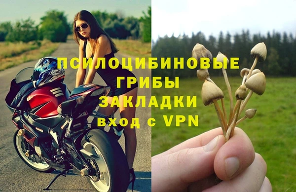 прущие грибы Нефтекумск