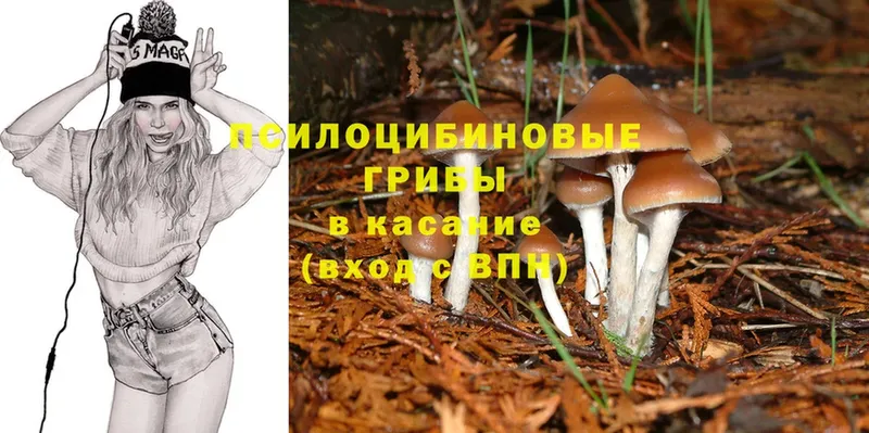 Галлюциногенные грибы Psilocybine cubensis  закладка  Карпинск 